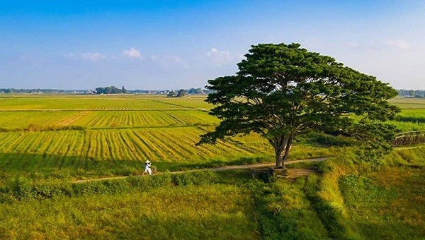Cây vông đồng nằm giữa cánh đồng lúa làng Hà Cảng bình yên