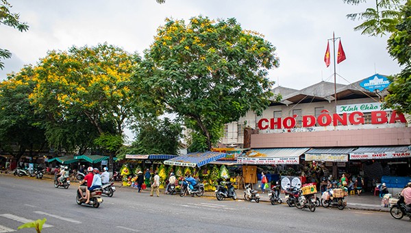 Những cây phượng vàng đẹp rực rỡ bên ngôi chợ Đông Ba (Tp. Huế, Thừa Thiên Huế)