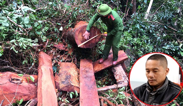 Hiện trường vụ phá rừng và đối tượng Nguyễn Quí Sơn (ảnh nhỏ phía phải)
