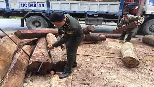 Bắt giữ hơn 7m3 gỗ lậu tại Cao Bằng