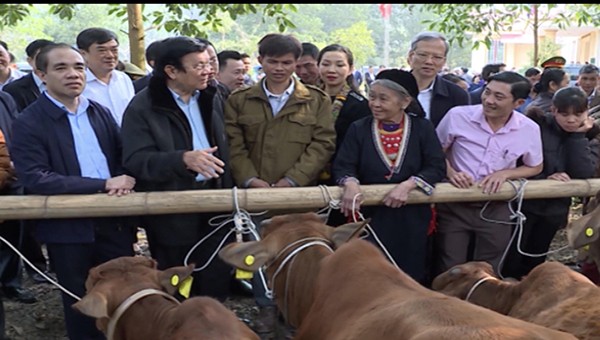 Nguyên Chủ tịch nước Trương Tấn Sang tặng bò giống cho hộ nghèo, gia đình chính sách ở Tuyên Quang