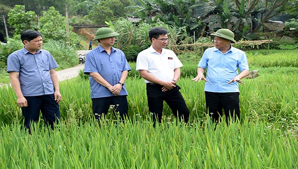Phó Chủ tịch UBND tỉnh Yên Bái kiểm tra thực tế tình hình sản xuất nông lâm nghiệp tại xã Tô Mậu, huyện Lục Yên.