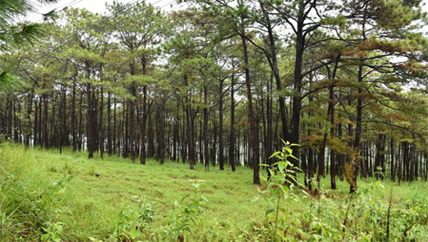 Trồng rừng được xem là hướng phát triển kinh tế góp phần xóa đói giảm nghèo của tỉnh Cao Bằng.