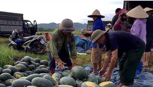 Nông dân xã Mai Pha thu hoạch dưa hấu.


