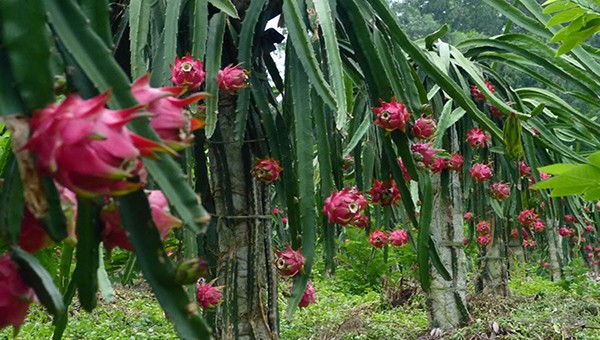 Thanh long ruột đỏ là một trong những mặt hàng nông sản được ưa chuộng tại tỉnh Vĩnh Phúc