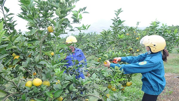 Thương hiệu cam Cao Phong của tỉnh Hòa Bình trở thành thương hiệu nông sản mang tầm vóc quốc gia.