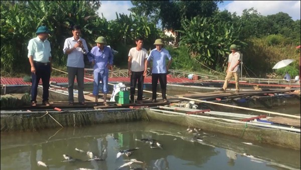 UBND huyện Thanh Thủy đã chỉ đạo Phòng NN&PTNT kiểm tra nắm bắt tình hình.