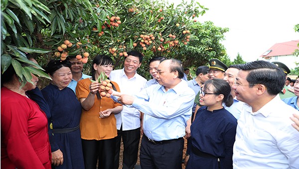 Thủ tướng Nguyễn Xuân Phúc và lãnh đạo các bộ, ngành Trung ương, lãnh đạo tỉnh Bắc Giang thăm vùng vải thiều Lục Ngạn tháng 6 năm 2020.