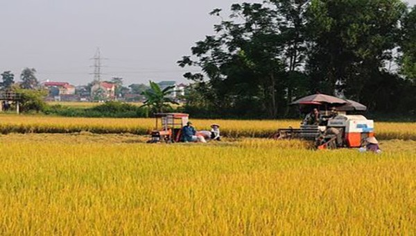 Phân bón NPK Lâm Thao góp phần mang lại những vụ mùa bội thu cho bà con nông dân.