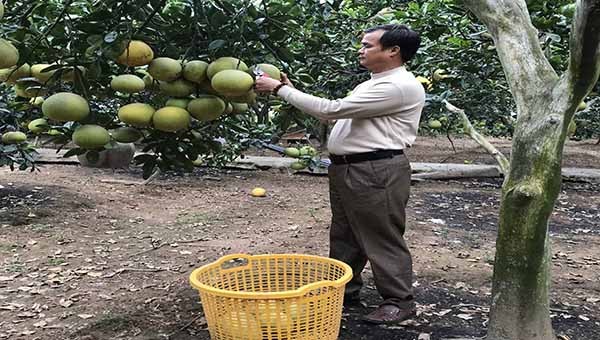 Vườn bưởi của hộ gia đình ông Phùng Văn Tân xã Phú Đa, hàng năm đem lại thu nhập rất cao.