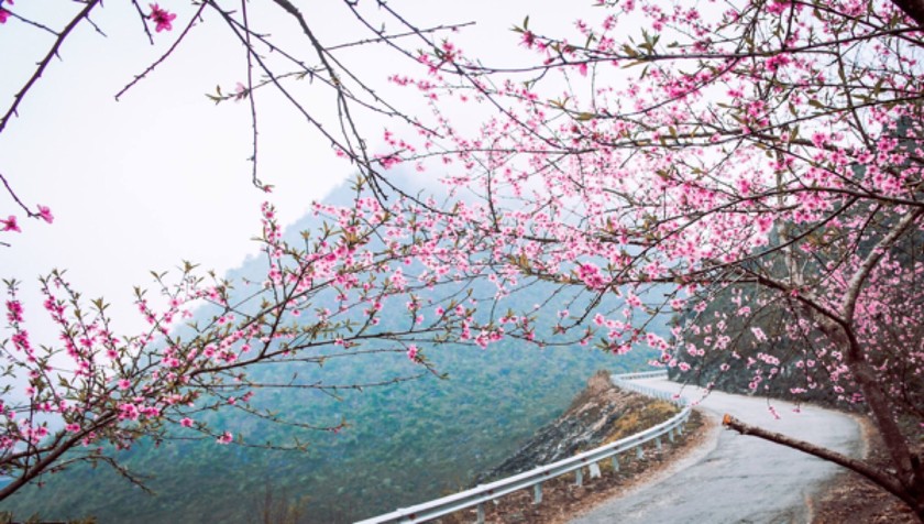 Hoa đào Mộc Châu vẻ đẹp tâm hồn bản xứ