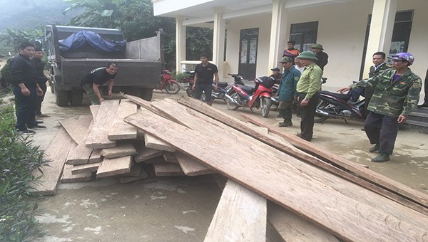 Lực lượng chức năng tịch thu số gỗ khai thác trái phép tại gia đình ông Mìn.