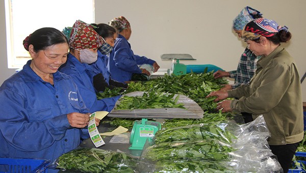 Bắc Giang hỗ trợ liên kết sản xuất và tiêu thụ sản phẩm nông nghiệp.
