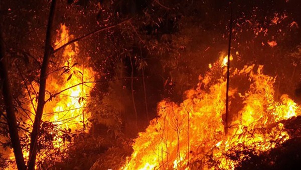 Hiện trường vụ cháy rừng tại xã Vân Trung (Việt Yên).