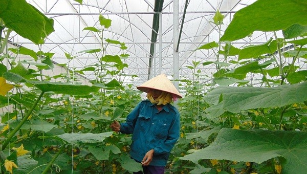 Nông dân Bắc Giang bên mô hình sản xuất rau, hoa ứng dụng công nghệ cao. Ảnh minh họa.