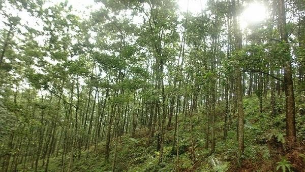 Khu vực rừng trồng tại xã Tất Thắng, huyện Thanh Sơn, tỉnh Phú Thọ