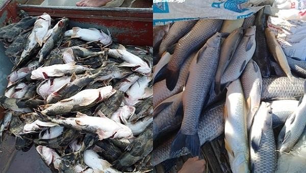 Cá chết hàng loạt do bị sặc bùn khiến nhiều hộ dân đứng trước nguy cơ thiệt hại kinh tế lớn. Ảnh: Thu Hương
