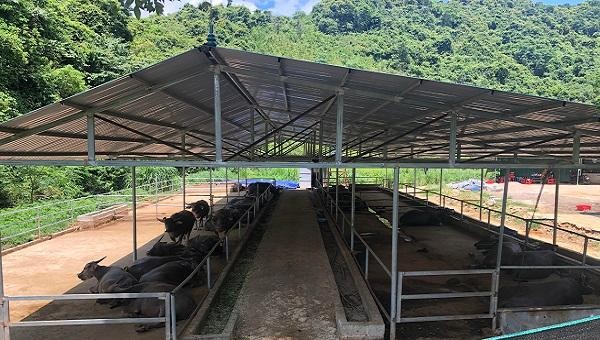 Chuồng trại chăn nuôi trâu gây ô nhiễm môi trường tại xã Đức Long, huyện Thạch An.