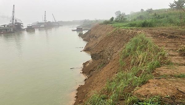 Sông Lô sạt lở khiến hơn 1.400 ha bưởi Đoan Hùng có nguy cơ mất trắng.