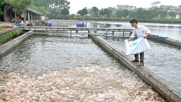 Mô hình nuôi cá “sông trong ao” của gia đình anh Thiều Minh Thế, xã Xuân Lộc, huyện Thanh Thủy, tỉnh Phú Thọ.