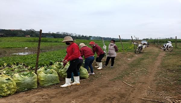 Hàng tấn rau củ tại xã Minh Châu, Ba Vì đang chờ được giải cứu