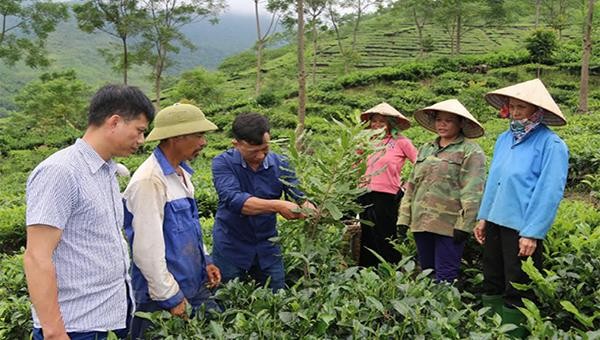 Cán bộ nông nghiệp huyện Văn Chấn hướng dẫn nông dân cắt tỉa cành mắc ca