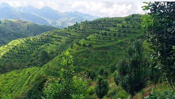 Gần 2000ha cây mắc ca đã được trồng trên địa bàn huyện Tuần Giáo Ảnh: ĐBTV