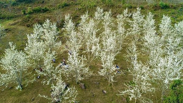 Cây lê nở hoa đồng loạt tạo nên cảnh sắc đẹp mắt ở vùng cao Hồng Thái