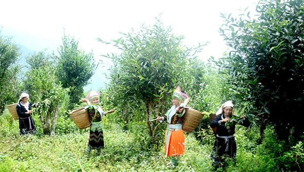 Người dân thôn Phia Chang, xã Sơn Phú (Na Hang) thu hoạch chè Shan tuyết