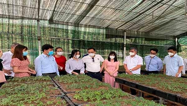 Đoàn công tác khảo sát thực tế mô hình trồng sâm của một hộ dân ở xã Tênh Phông