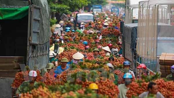 Tình trạng ùn tắc kéo dài diễn ra tại Quốc lộ 31 mỗi mùa thu hoạch vải thiều (Ảnh: Minh Sơn/Vietnam+)