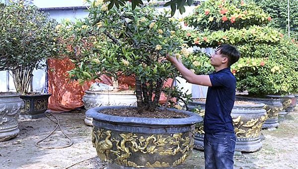 Tổng thu nhập từ nghề trồng, buôn bán hoa cây cảnh tại xã Triệu Đề đạt hơn 10 tỷ đồng/năm