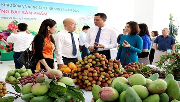 Nông sản của tỉnh Sơn La đã tham gia vào chuỗi cung ứng của các hệ thống phân phối lớn trong nước