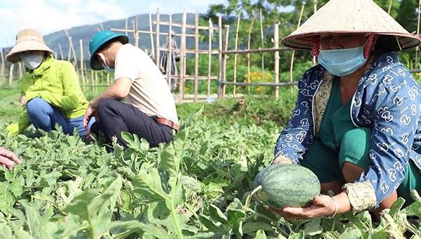Cây dưa hấu được trồng tại xã Thanh Lương mang lại hiệu quả kinh tế cho người dân