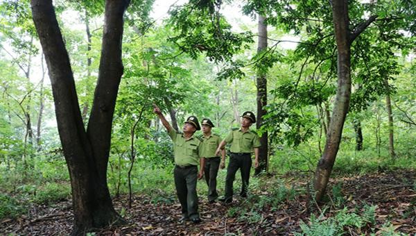 Cán bộ Kiểm lâm Thành phố Việt Trì đi kiểm tra rừng