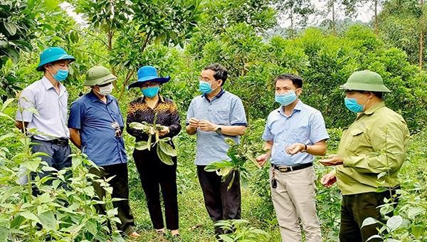 Kiểm tra tiến độ sinh trưởng của cây gáo trắng tại xã Tân Tiến, huyện Yên Sơn (Tuyên Quang)