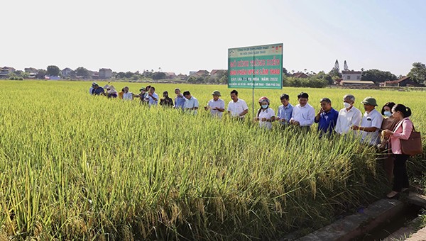 Buổi tổng kết mô hình sử dụng phân bón Lâm Thao khép kín trên lúa giống ST25 trong vụ mùa 2022 huyện Lâm Thao, tỉnh Phú Thọ.