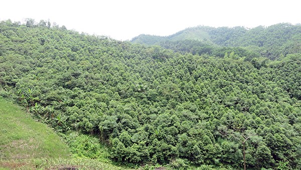Tỷ lệ che phủ rừng tại huyện Chợ Đồn đạt hơn 80%