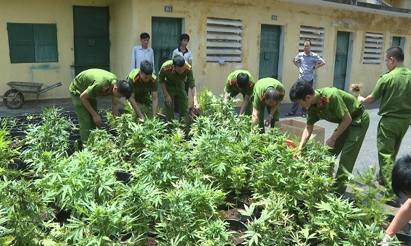 Lực lượng công an Phú Thọ phát hiện, thu giữ lượng lớn cây cần sa (Ảnh: CATPT)