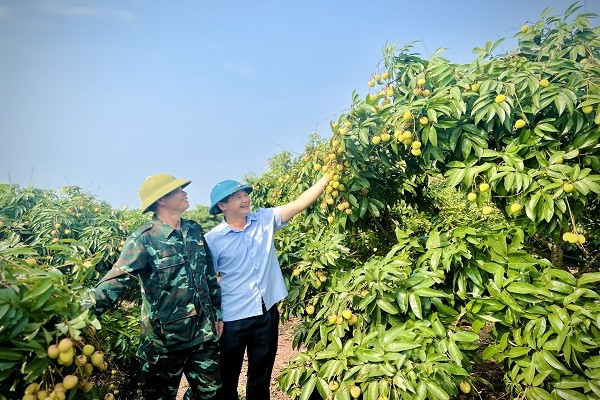 Ông Ngô Quốc Hưng (bên trái) – Phó chủ tịch huyện Tân Yên, Bắc Giang thăm vườn vải của người dân huyện Tân Yên (Ảnh: Mai Thúy) 