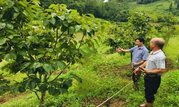 Cây hồng không hạt được người dân trồng tại xã Sơn Thành, huyện Na Rì (Ảnh: Lê Hanh)
