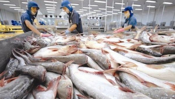 Dự kiến xuất khẩu cá tra Việt Nam có thể phục hồi trong tháng 6, tháng 7 tới.