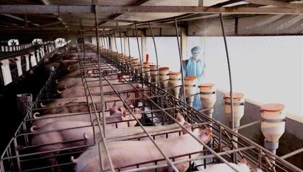 Bộ NN&PTNT đồng ý đề xuất nhập khẩu lợn sống từ Thái Lan vào Việt Nam để nuôi/giết mổ làm thực phẩm kể từ ngày 12/6/2020.