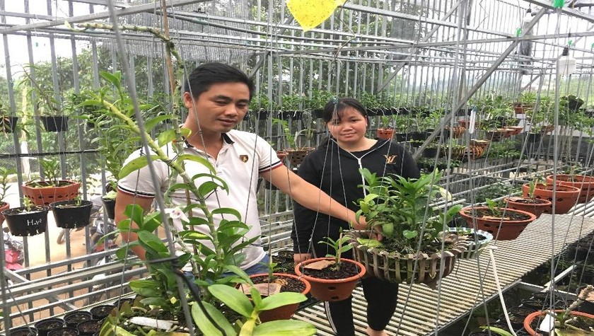 Việc trồng, chăm sóc hoa lan rừng đã giúp chàng trai dân tộc Tày có thu nhập hàng trăm triệu đồng mỗi tháng.