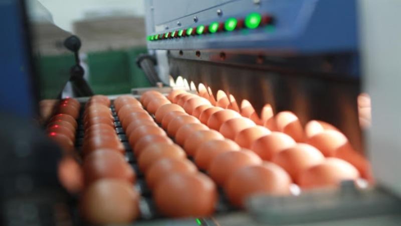 Trứng và lòng đỏ trứng gia cầm là 1 trong 14 mặt hàng mà EU cam kết dành hạn ngạch thuế quan (TRQ) cho Việt Nam.
