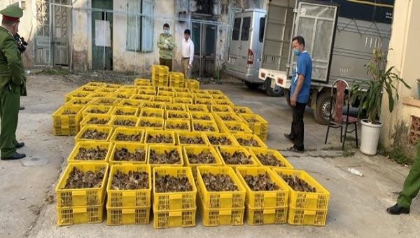 40.000 con gà giống nhập lậu vừa bị lực lượng QLTT Lạng Sơn phát hiện, bắt giữ.