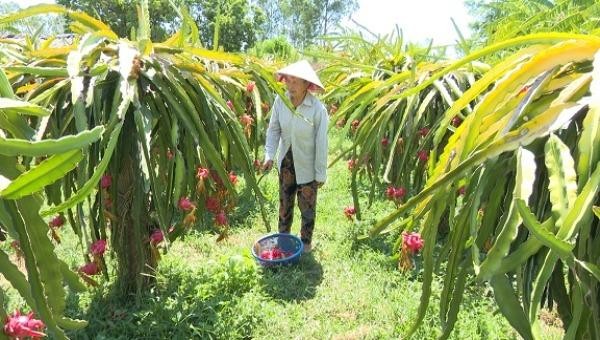 Mô hình trồng thanh long ruột đỏ cho thu nhập hơn 100 triệu đồng của gia đình, bà Nguyễn Thị Cuông ở thôn Chánh Hòa xã Nam Trạch.