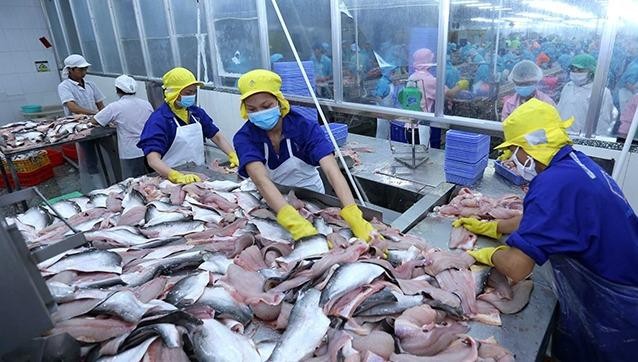 Năm 2020, có gần 145 doanh nghiệp, hợp tác xã xuất cá tra sang thị trường Trung Quốc, 40 doanh nghiệp xuất khẩu sang thị trường Hồng Kông.
