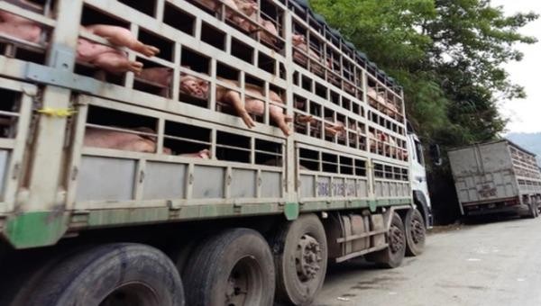 Nhu cầu tiêu thụ thịt lợn của Campuchia vào khoảng 7.000 - 8000 con/ngày. (Hình minh họa)