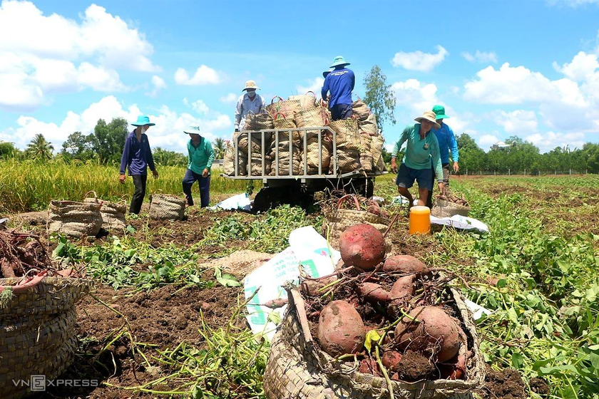 Nông dân thu hoạch khoai lang tím nhưng không có thương lái thu mua hoặc thu mua rất ít. 